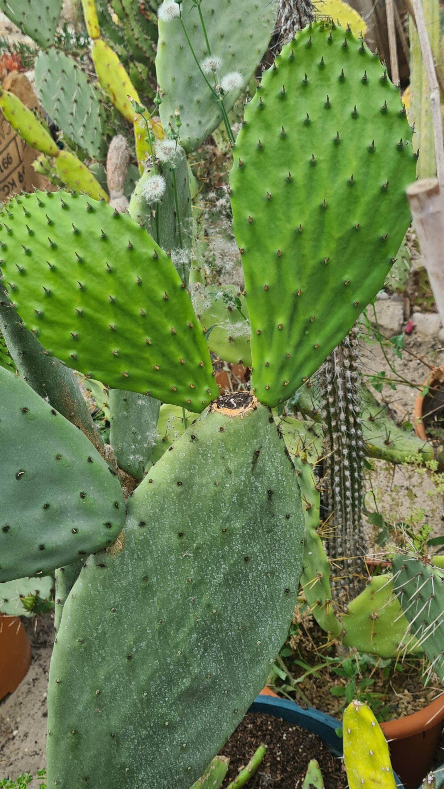 Mild Chilli Snack - Image 2